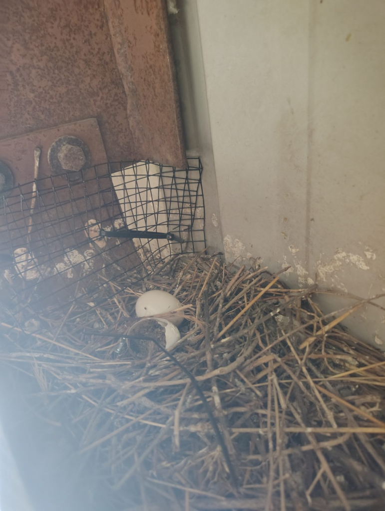 Bird Netting Installation · Goleta completed by Bird Proof LA